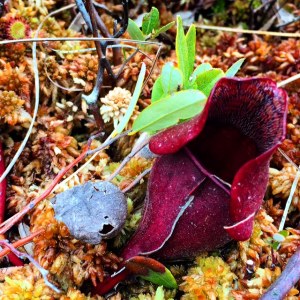 Pitcher plant at Witch Hole Pond